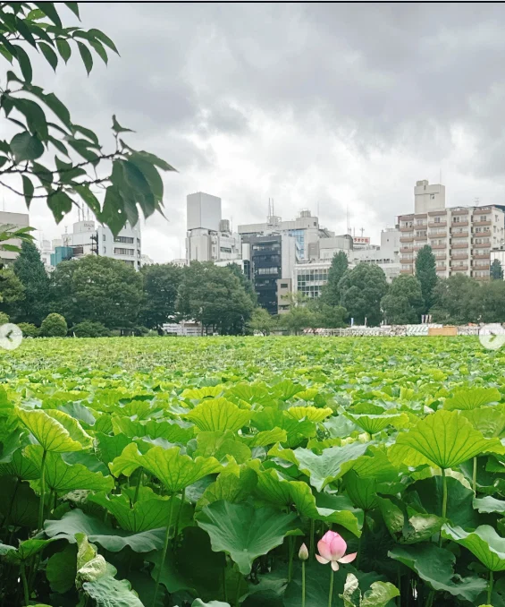 不忍池の雰囲気を楽しみ、カヤバ珈琲へ — ハルルの写真
