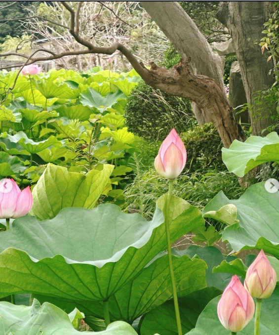 不忍池の雰囲気を楽しみ、カヤバ珈琲へ — ハルルの写真