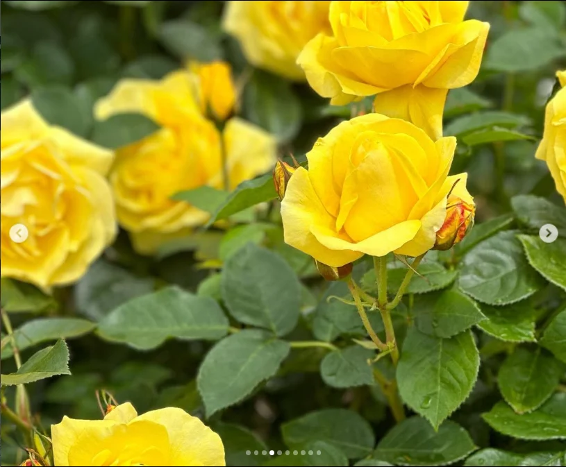 Plenty of rosebuds still to see — Haruru’s photograph