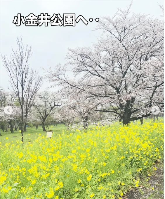 小金井公園の花の景色 — ハルルの写真