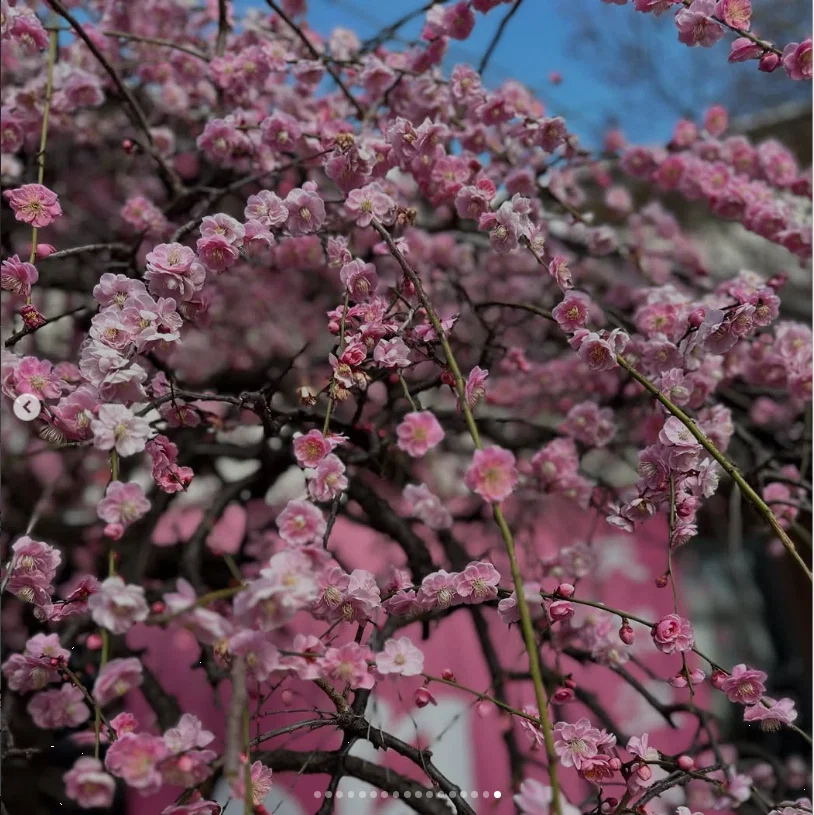 吃完去温泉,入口开着梅花 — Haruru 的照片
