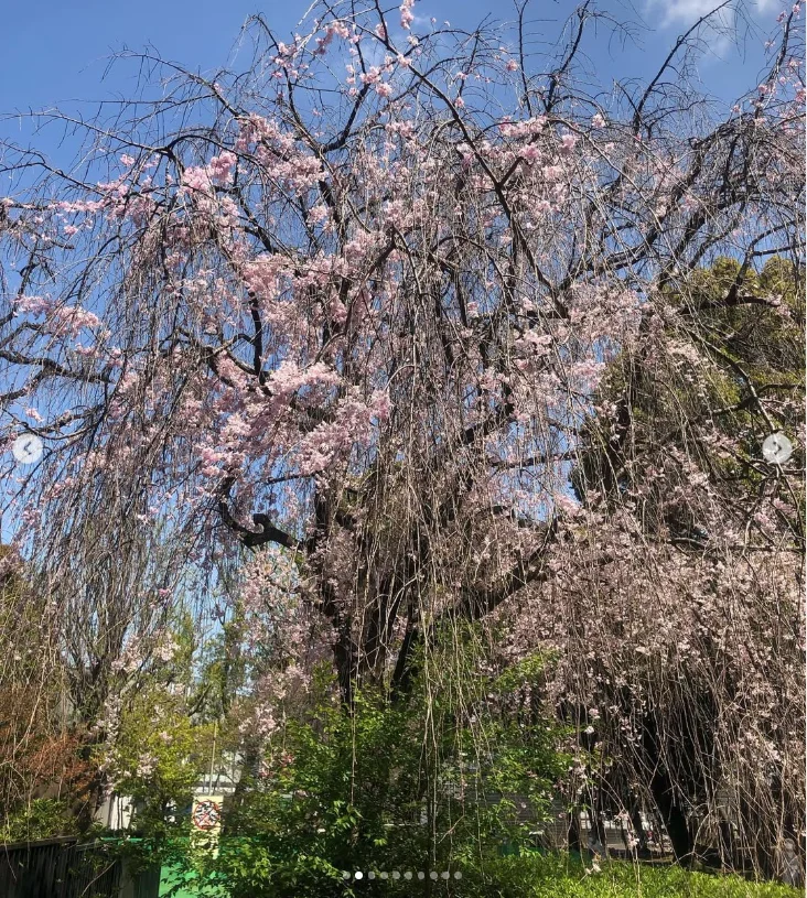 上野公園のしだれ桜と、韻松亭で旧友との昼食 — ハルルの写真