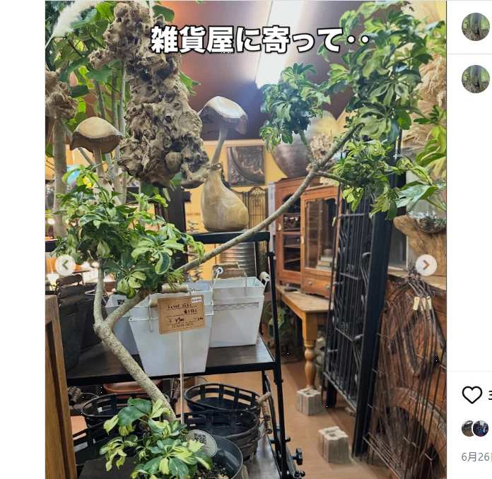 新緑の軽井沢へ、朝のホットドッグとツルヤのはしご — ハルルの写真
