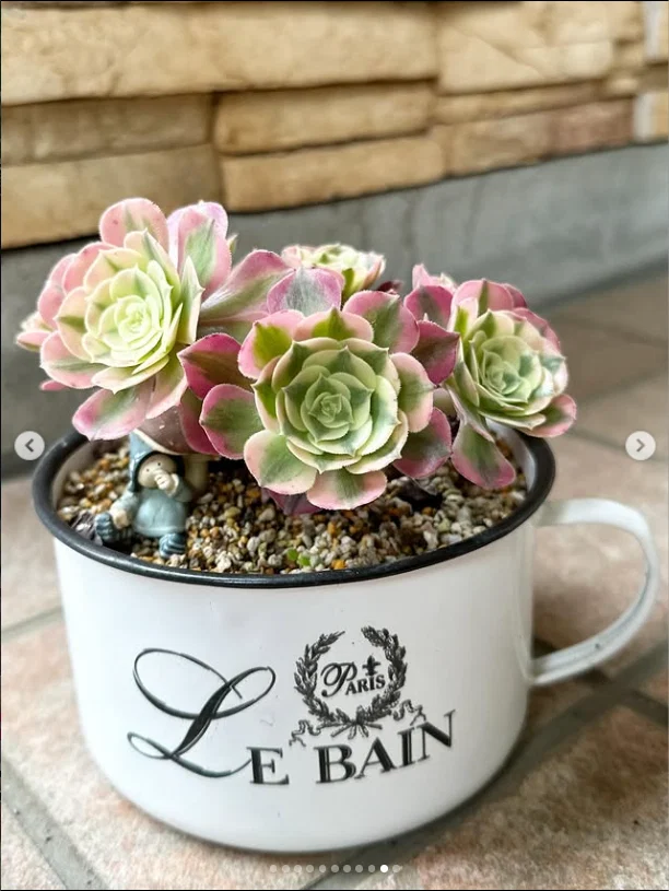 A closing note about a succulent — Haruru’s photograph