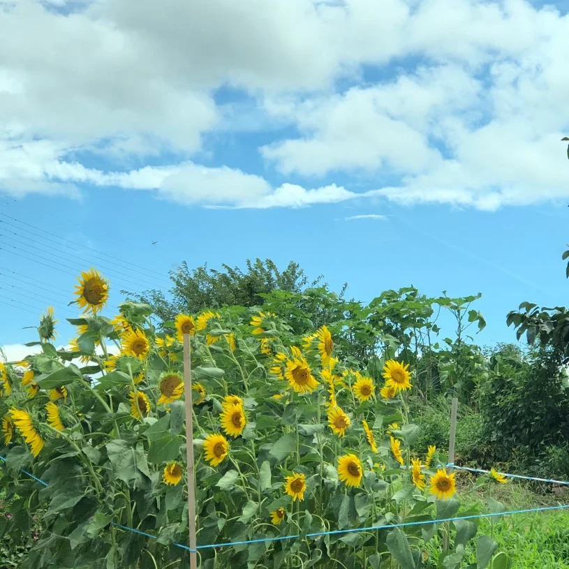 黄色い花と、広い青空 — ハルルの写真