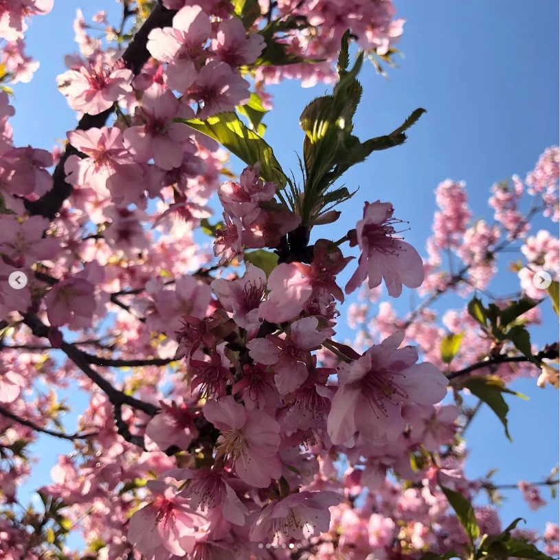 のどかな景色と、ほぼ満開の桜 — ハルルの写真