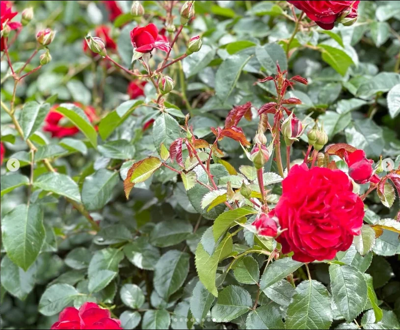 Plenty of rosebuds still to see — Haruru’s photograph
