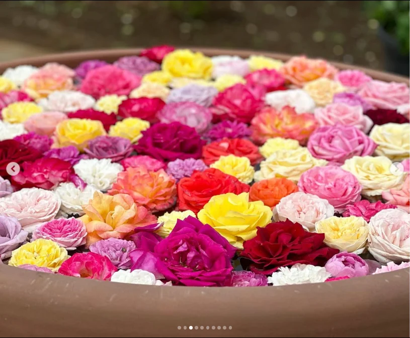 Plenty of rosebuds still to see — Haruru’s photograph