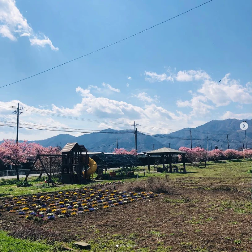 のどかな景色と、ほぼ満開の桜 — ハルルの写真