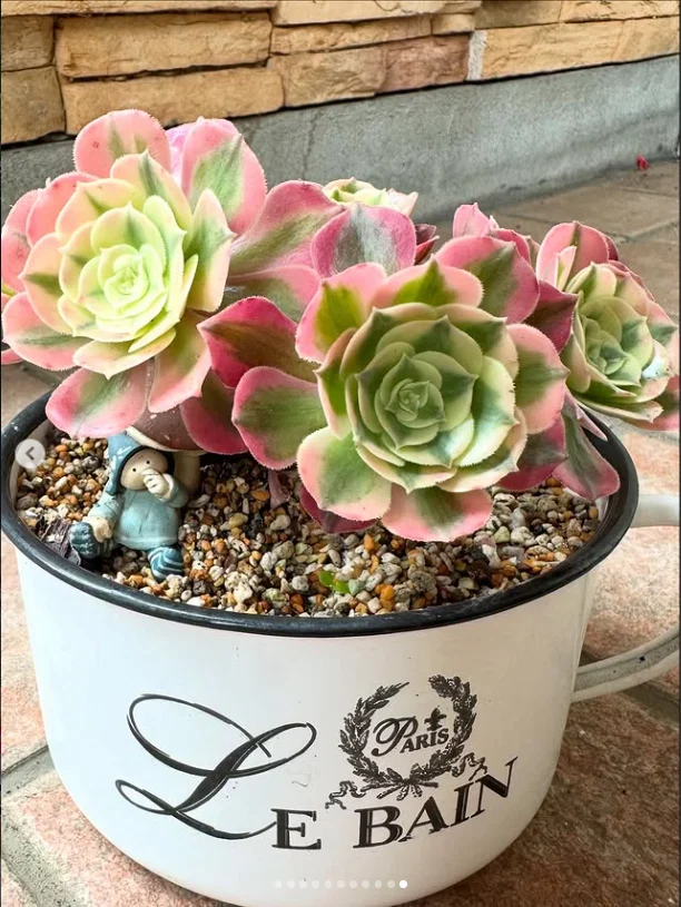 A closing note about a succulent — Haruru’s photograph