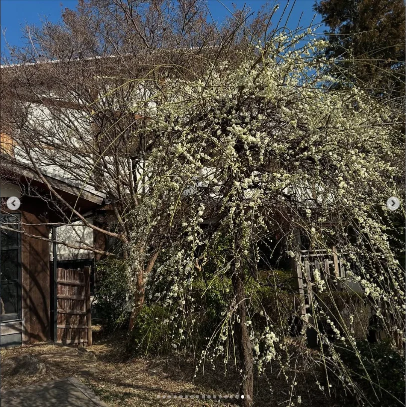 吃完去温泉,入口开着梅花 — Haruru 的照片