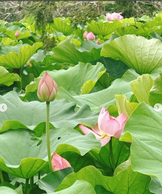 不忍池の雰囲気を楽しみ、カヤバ珈琲へ — ハルルの写真