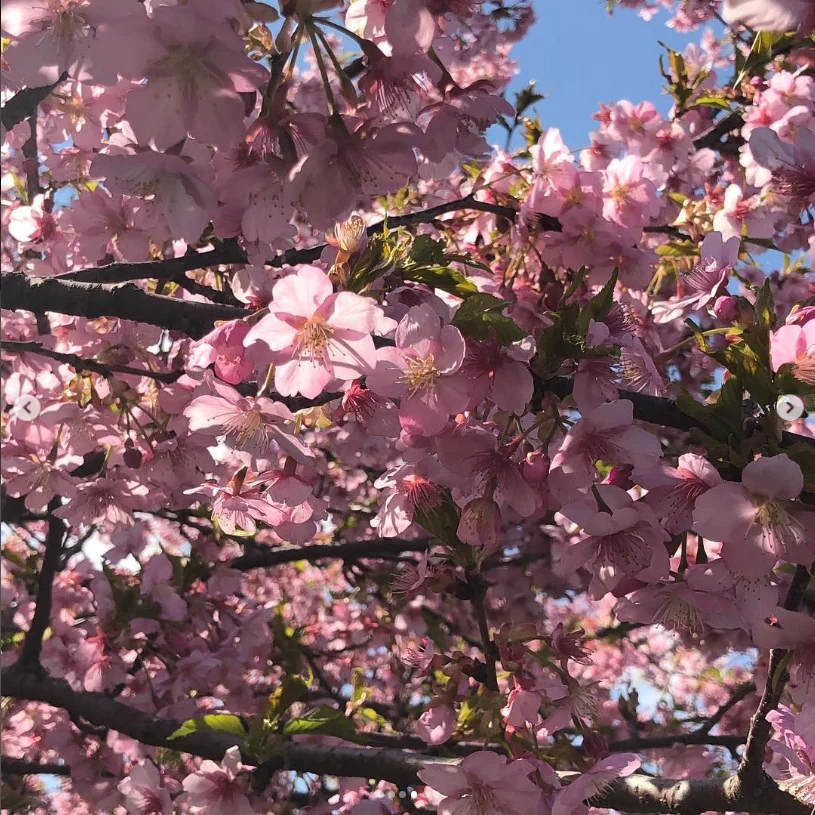 のどかな景色と、ほぼ満開の桜 — ハルルの写真