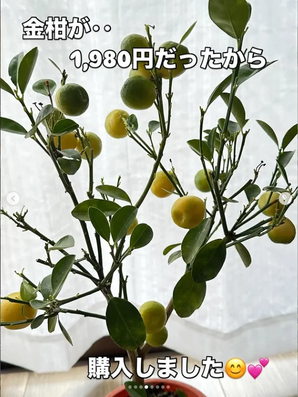 A kumquat, and hopes for next year — Haruru’s photograph