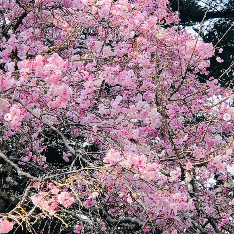 A visit to the mausoleum and blossoms beside the river — Haruru’s photograph