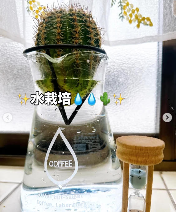 丸いサボテンと、黄色い花の写真 — ハルルの写真