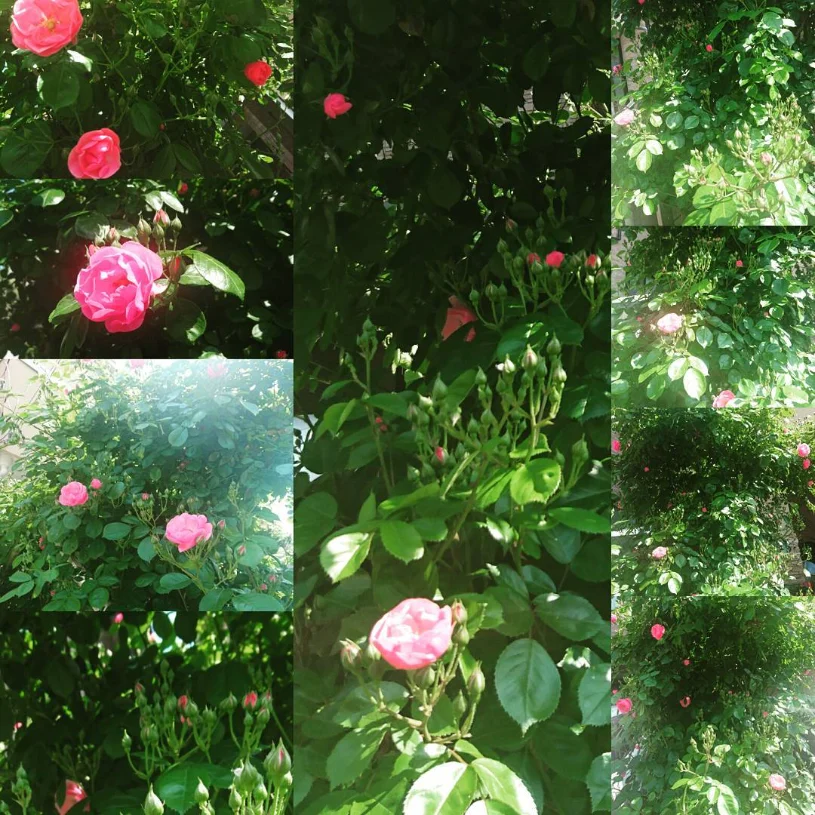 Angela roses beginning to bloom — Haruru’s photograph