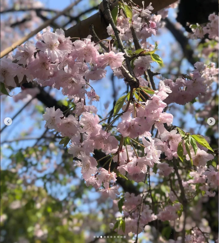 上野公園のしだれ桜と、韻松亭で旧友との昼食 — ハルルの写真