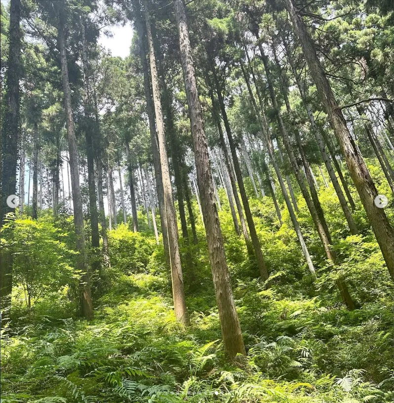 Trees, light and small details along the walk — Haruru’s photograph