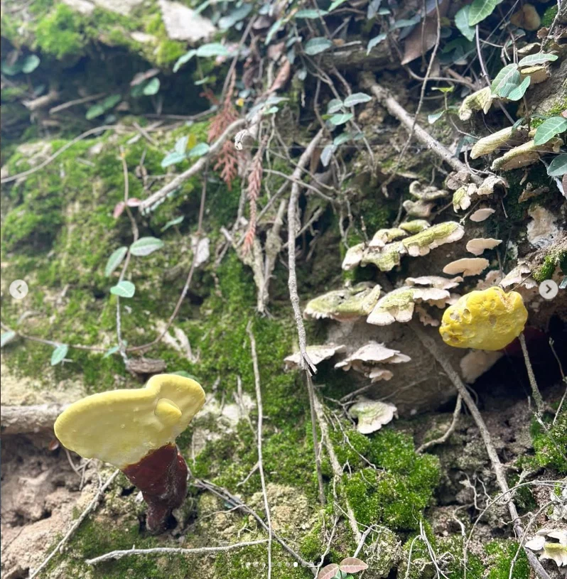 Trees, light and small details along the walk — Haruru’s photograph