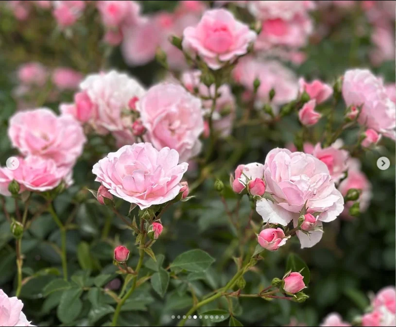 Plenty of rosebuds still to see — Haruru’s photograph