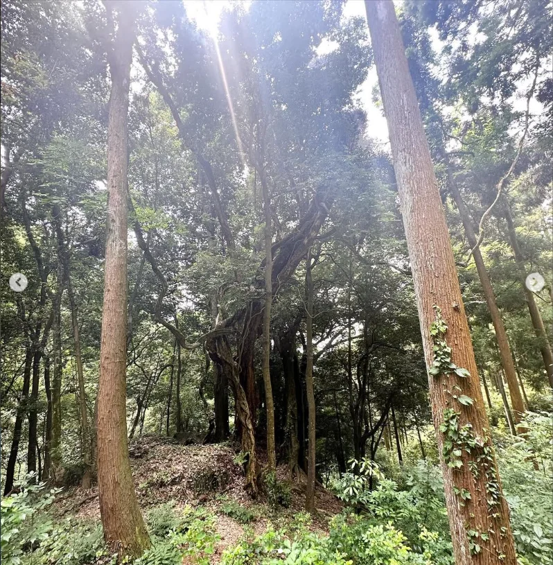 Trees, light and small details along the walk — Haruru’s photograph