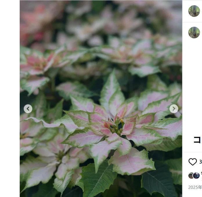 Other winter colours in the photographs — Haruru’s photograph