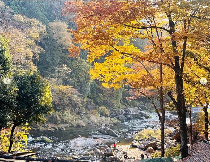 A familiar name, in autumn colours — Haruru’s photograph