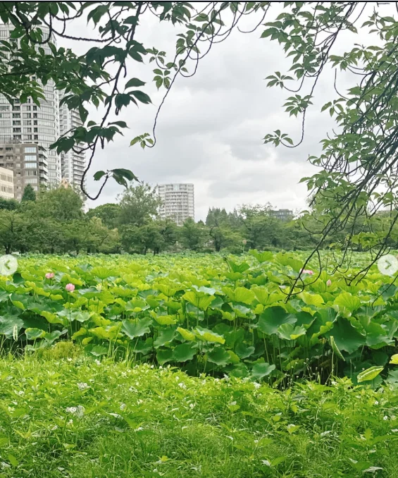 不忍池の雰囲気を楽しみ、カヤバ珈琲へ — ハルルの写真