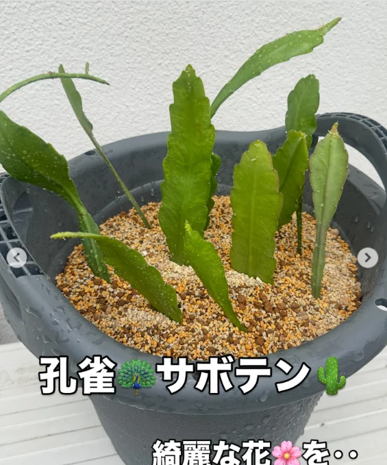 丸いサボテンと、黄色い花の写真 — ハルルの写真