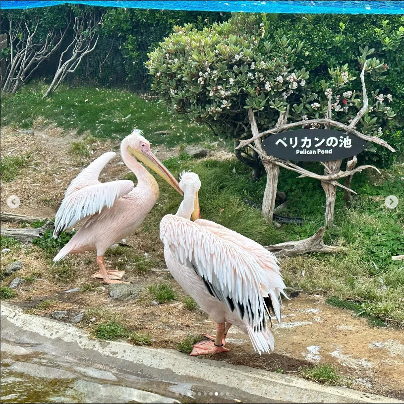 鴨川の水族館で遊んだ日。ショーの後は御宿の温泉へ — ハルルの写真