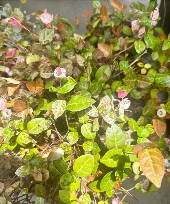 窓辺の芽やつる、白い花と色づく葉 — ハルルの写真