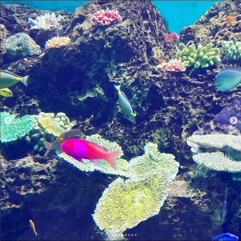 鴨川の水族館で遊んだ日。ショーの後は御宿の温泉へ — ハルルの写真