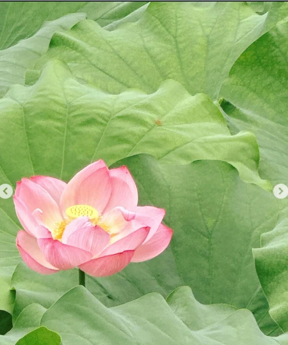 不忍池の雰囲気を楽しみ、カヤバ珈琲へ — ハルルの写真
