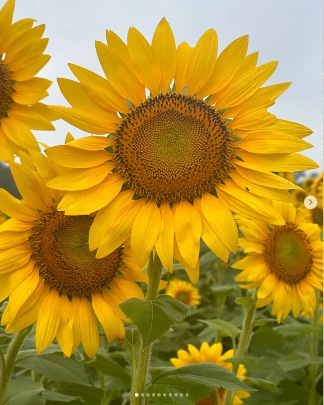 諏訪湖の花火から大町の宿へ。ひまわりも楽しんだ一泊二日の旅 — ハルルの写真