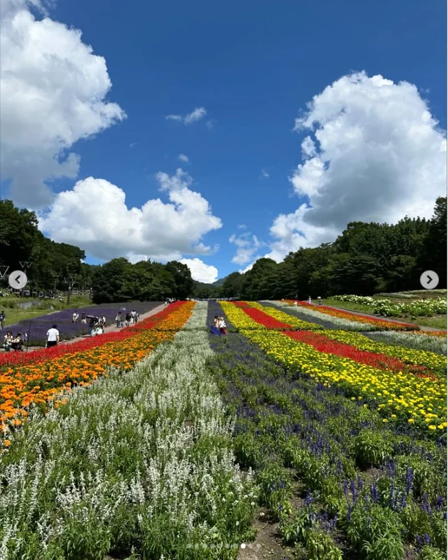 A lavender stop and two memorable noodle dishes — Haruru’s photograph
