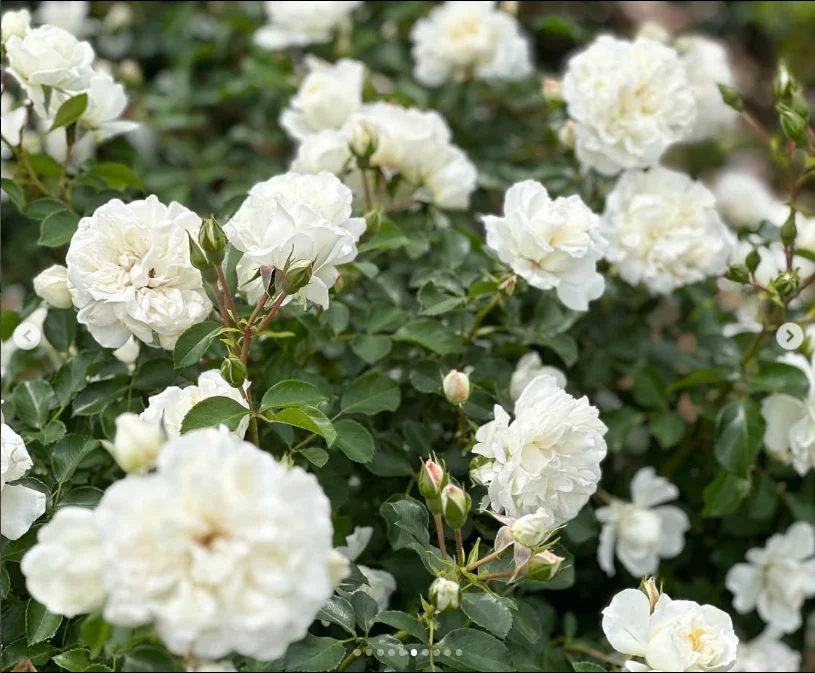 Plenty of rosebuds still to see — Haruru’s photograph