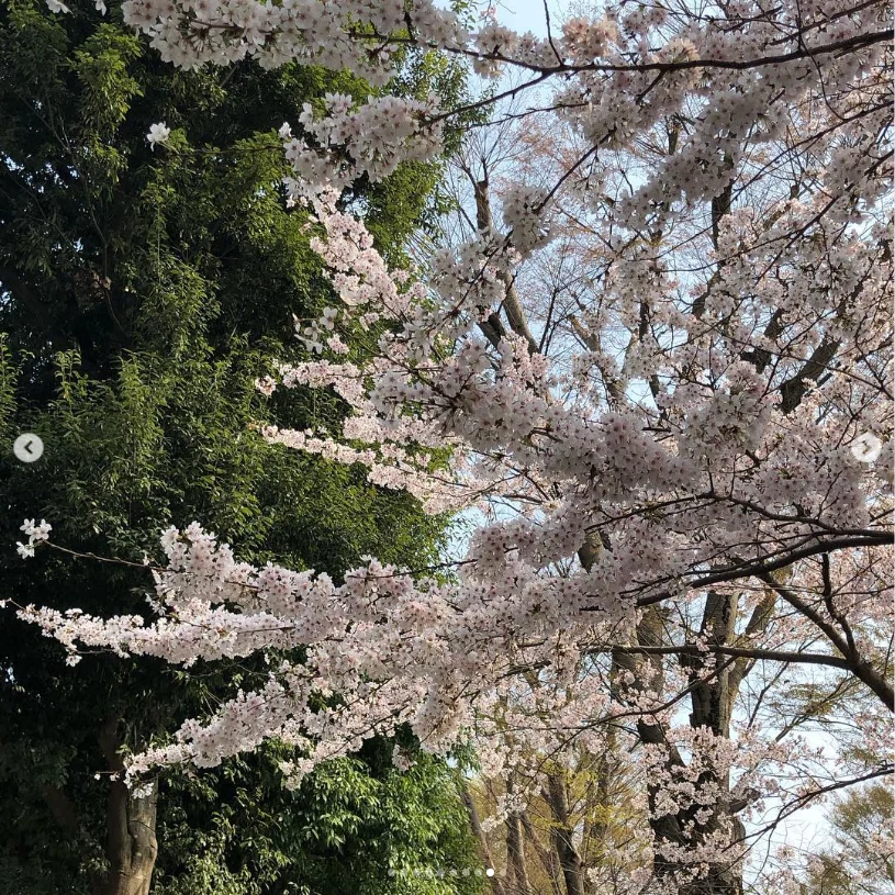 A visit to the mausoleum and blossoms beside the river — Haruru’s photograph