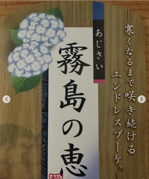 斑入りの葉と、植物のラベルを見る — ハルルの写真